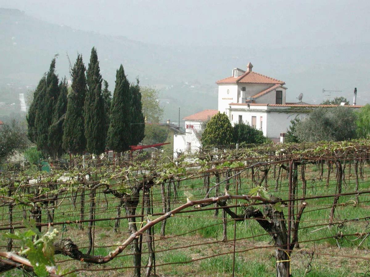 Pier Delle Vigne B&B Pineto Luaran gambar
